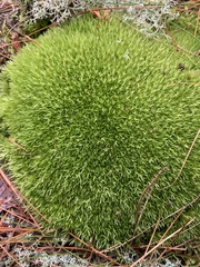 Leucobryum glaucum