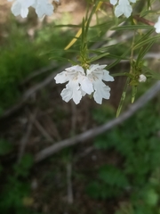 Prostanthera nivea