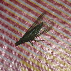 Dictyopharidae