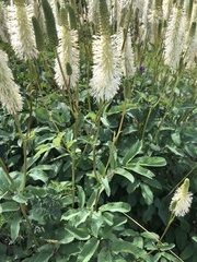 Sanguisorba canadensis