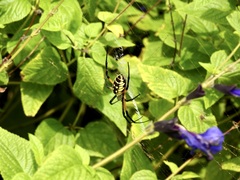 Argiope aurantia