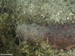 Holothuria mammata