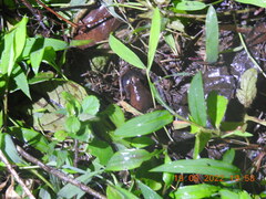 Clinotarsus curtipes