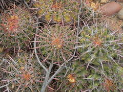 Ferocactus viridescens