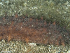 Holothuria mammata