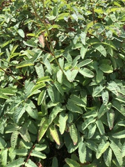 Sanguisorba canadensis