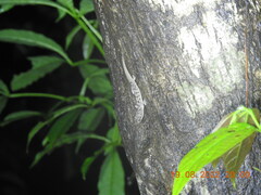 Hemidactylus frenatus