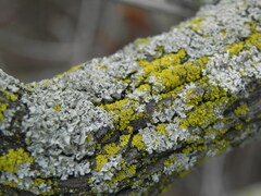 Candelariaceae