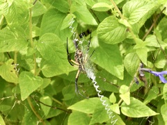 Argiope aurantia