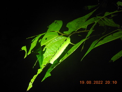 Sphingidae