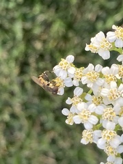 Syritta pipiens