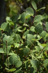 Betula glandulosa