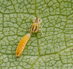 Eucallipterus tiliae