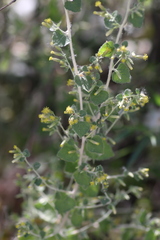 Brickellia californica