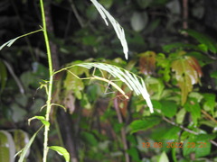 Cladoxerus