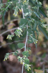 Brickellia californica