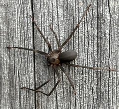 Loxosceles reclusa
