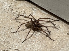 Eratigena atrica