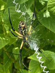 Argiope aurantia