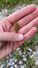 Setaria parviflora