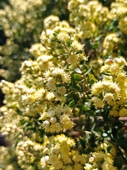 Baccharis dracunculifolia