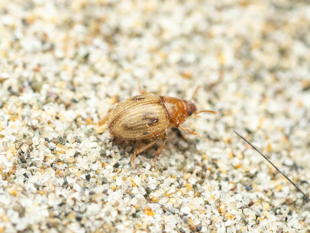Phaleromela picta
