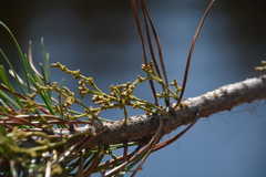 Arceuthobium americanum