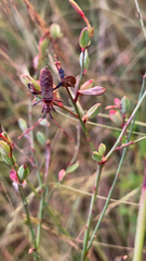 Leptoglossus oppositus