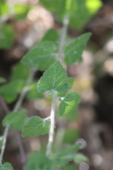 Brickellia californica