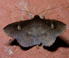 Oxidercia thaumantis