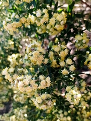 Baccharis dracunculifolia