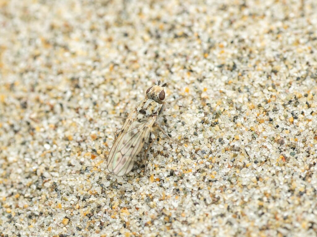 Anorostoma cinereum
