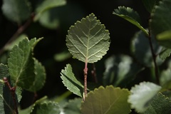 Betula glandulosa