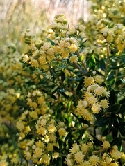 Baccharis dracunculifolia