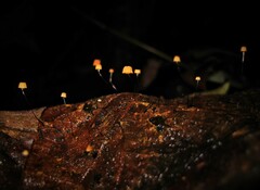 Gloiocephala