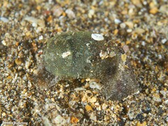 Haminoea orteai