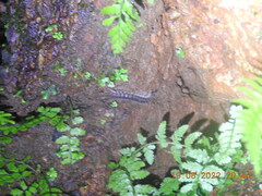 Asiomorpha coarctata
