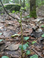 Pyrola chlorantha