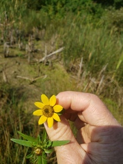 Bidens cernua