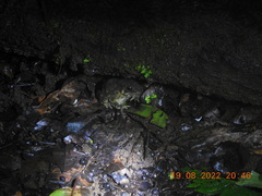 Duttaphrynus melanostictus