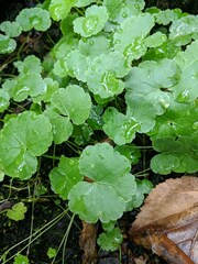 Hydrocotyle americana
