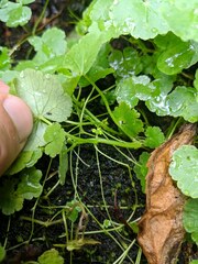 Hydrocotyle americana