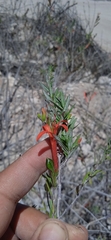 Anisacanthus quadrifidus