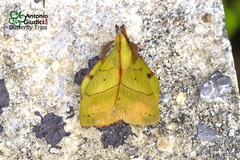 Radhica elisabethae