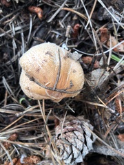 Agaricaceae