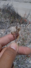 Anisacanthus quadrifidus