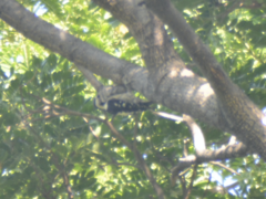 Yungipicus canicapillus