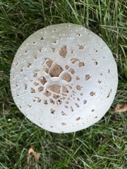 Chlorophyllum molybdites