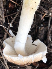 Agaricaceae