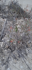 Anisacanthus quadrifidus